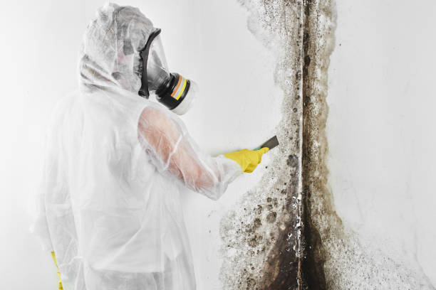 Best Mold Remediation Experts  in Wells Branch, TX