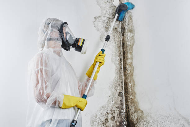 Office Mold Removal Services in Wells Branch, TX