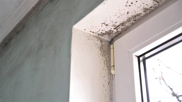 Certified Mold Removal in Wells Branch, TX