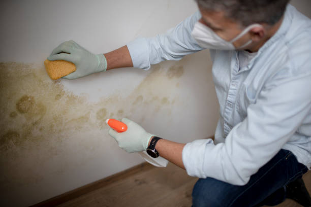 Best Home Mold Removal  in Wells Branch, TX
