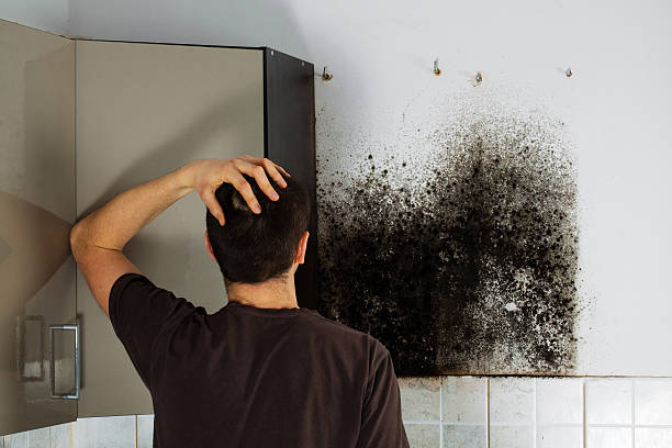 Mold Removal and Inspection in Wells Branch, TX