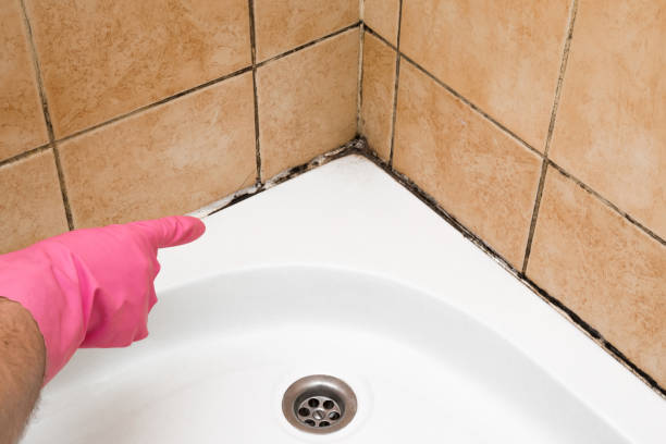 Mold Testing and Removal in Wells Branch, TX